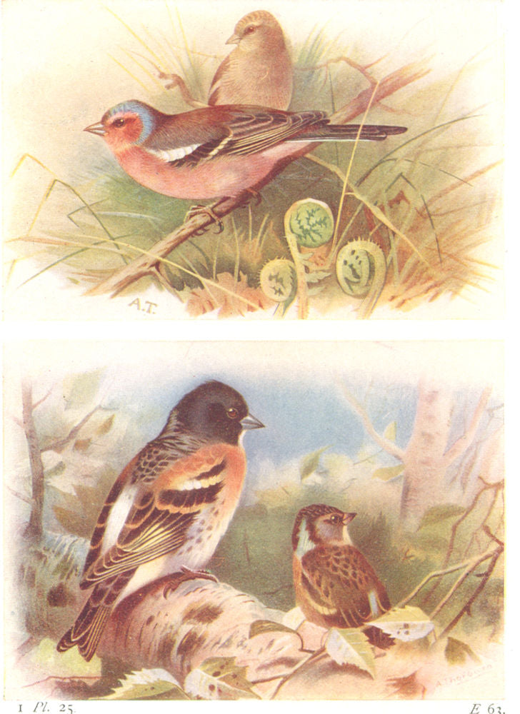 BRITISH BIRDS. Chaffinch; Brambling. THORBURN 1925 old vintage print picture